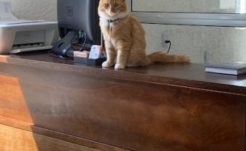 Clínica Veterinaria, Vet & Dog