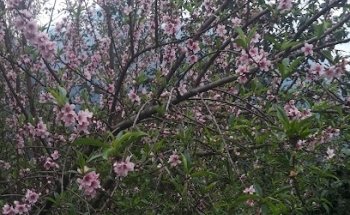 Veterinaria La vulva