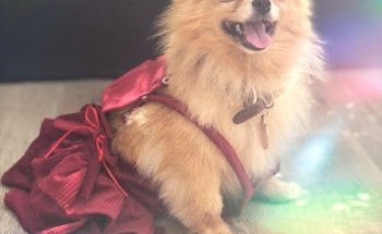 Perros Guapos Narvarte