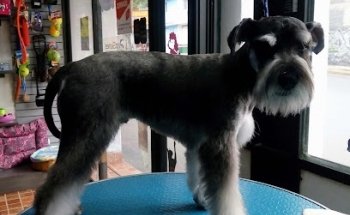 Vancˋs Estetica Canina