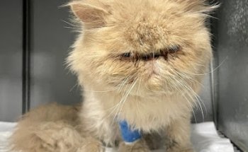 Clínica Veterinaria Dogtor Vet