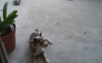 Zoológico Clínica Animal