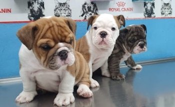 Veterinaria Alfa - K9