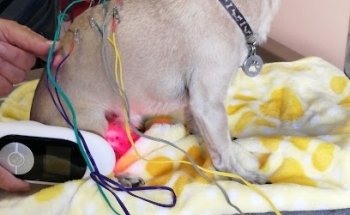 CONSULTORIO VETERINARIO SANTE