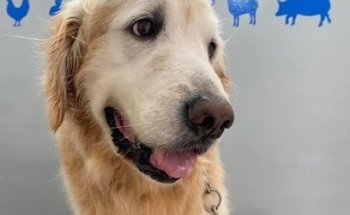 Clinica Veterinaria Terrier