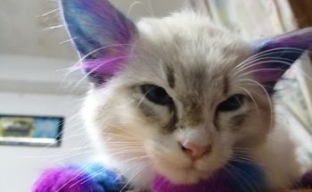 Teet estética canina