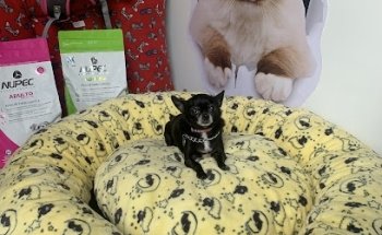 Healthy pet’s centro veterinario