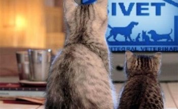 SIVET Servicio Integral Veterinario