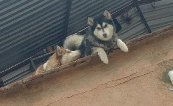 Veterinaria El Cachorro