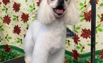 Mascotas Hospital Apodaca