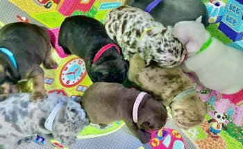 Mascotas “MaxKaroga”…. Un lugar para consentir a tus peludines