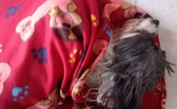 Esterilización a Bajo Costo