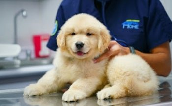 Hospital Veterinario Animal Home Coapa 24 horas