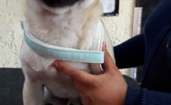 Clínica Veterinaria 