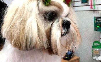 Veterinaria Clínica Dr. Octavio Santana