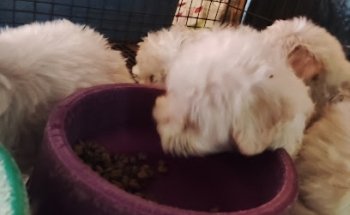 Agroveterinaria El Amigo del Campo