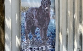 Consultorio Veterinario Akira