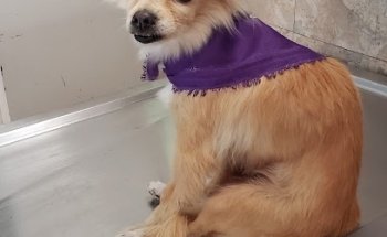 Veterinary Clinic Gutierrez