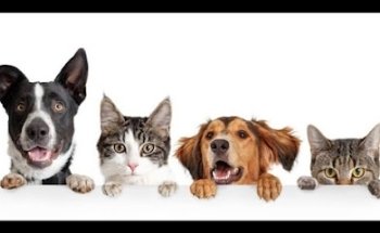 Consultorio Veterinario Amsi