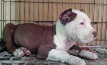 Clinica Veterinaria Victoria