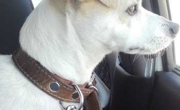 Veterinaria Lobo Feliz