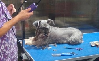 Veterinaria y Spa Canino Alpha