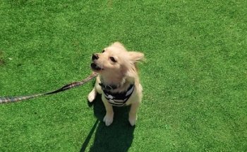 Hospital Veterinario Hospican 24 horas