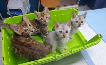 Golden Exotics Pets Hospital Veterinario 24 HRS