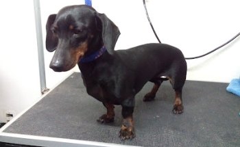 Servicio Médico Veterinario