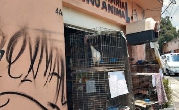 Veterianaria Reino Animal