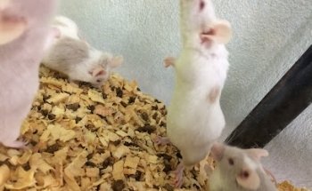 Clinica Veterinaria Poleo