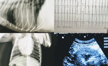 Clínica Veterinaria Dr Quiñones