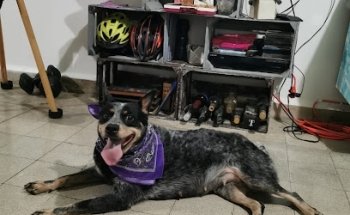 Clínica y Estética Veterinaria D' ANIMAL