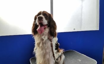 veterinaria imperial canin calera.