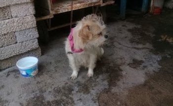 Consorcio Veterinario Del Centro Sa De Cv