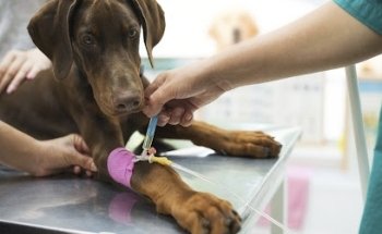 Miis & Peek Clinica Veterinaria 24 horas