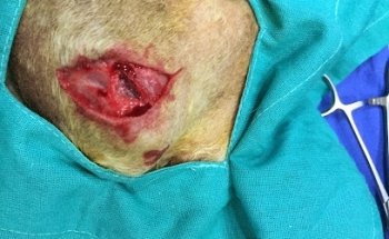 Clinica Veterinaria Royal Pets