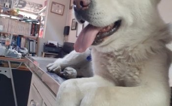 Clínica Veterinaria del Sur. Cirugías Rayos X