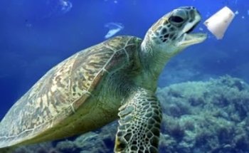 Veterinaria y acuario cocorico