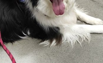 Veterinario a Domicilio