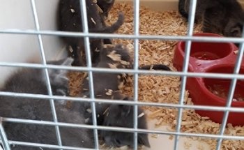 Centro de Atención a Mascotas