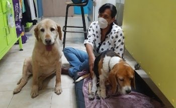 Veterinaria Mascot World