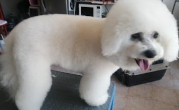 Estética canina carpio's