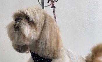 Animal Vet Huajuapan