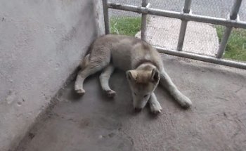 Veterinaria y Estética Canina San Antonio