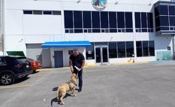 Hospital de Mascotas SAJI