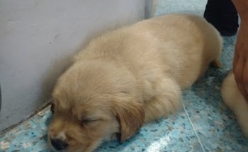 Clínica Veterinaria K-Chorros