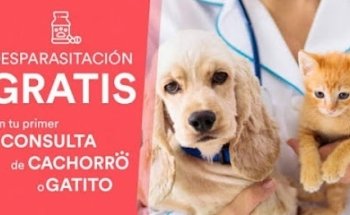 Amores Perros PET Grooming