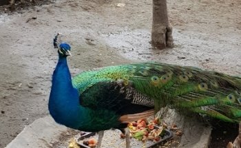 Veterinaria Canito II