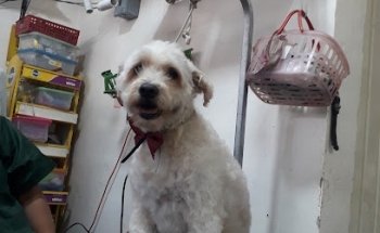 Clínica veterinaria Power Puff Pets